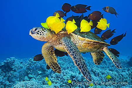 020965-450-green-sea-turtle.jpg