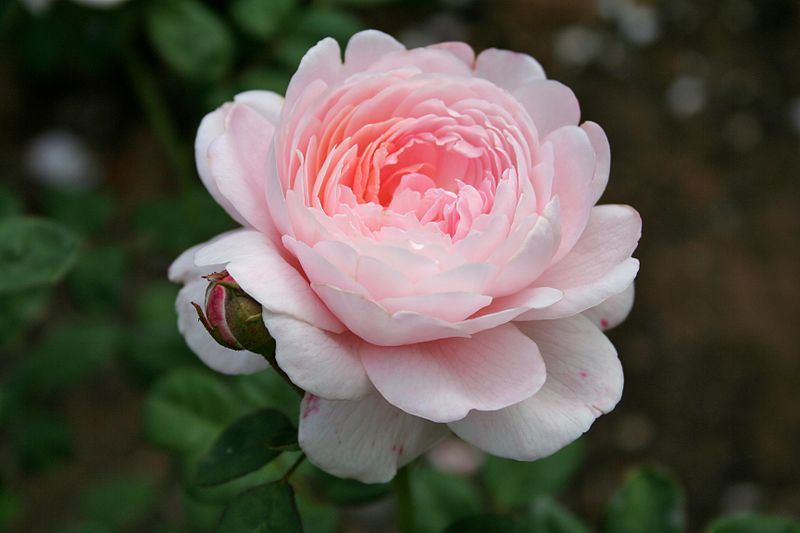 800px-Pink_rose_1.jpg