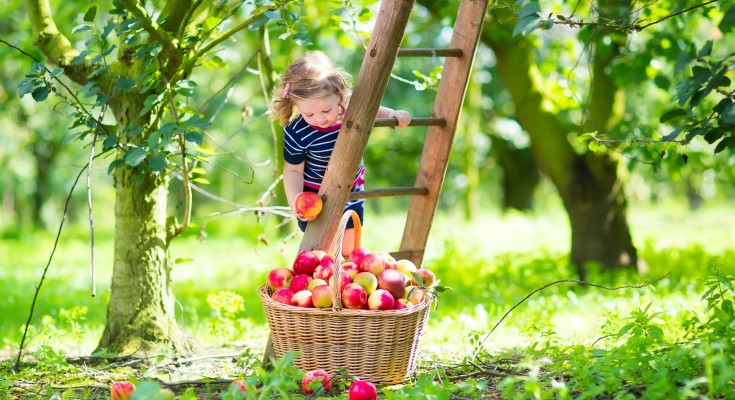 apple-picking-735x400.jpg