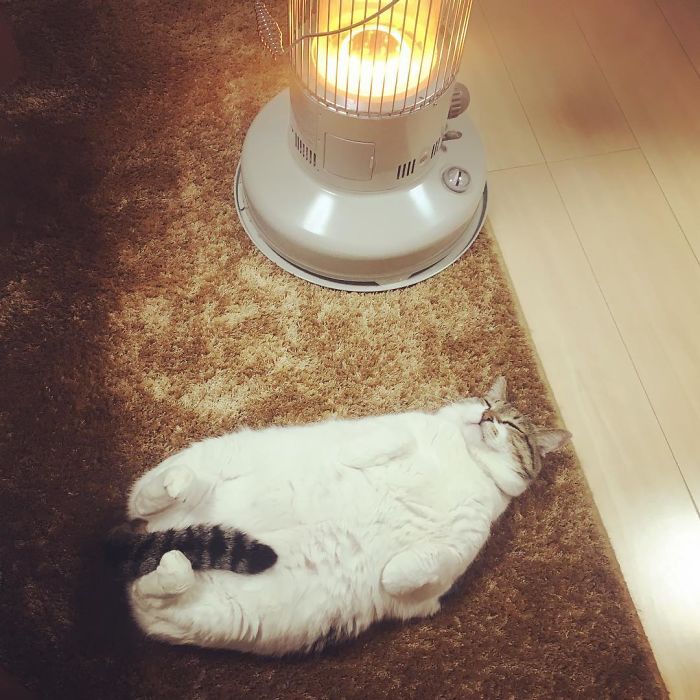 cat-heater-busao-tanryug-9-5a6aeeefaf276__700.jpg