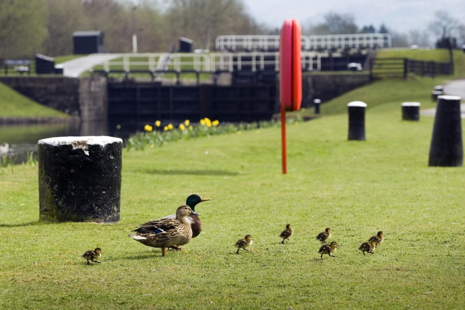 Family-of-ducks.jpg