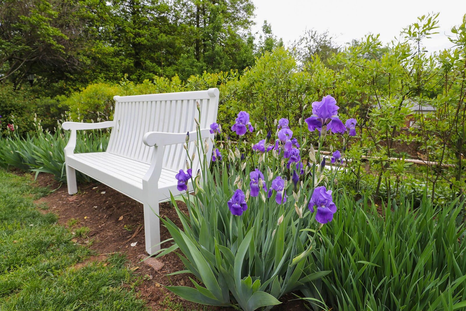 garden_week_bearded_iris_da_header_3-2.jpg