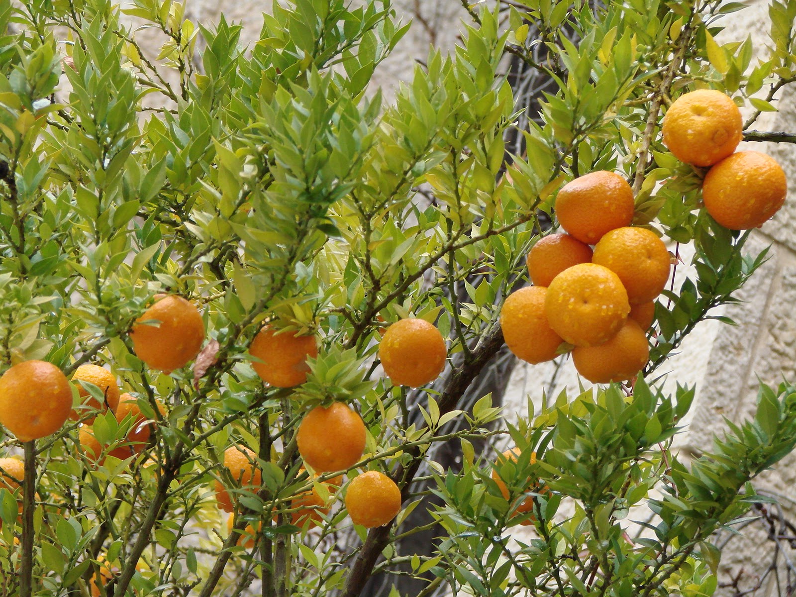 orange-trees-hd-wallpaper-fresh-ideas-mango-garden-hd-wallpaper.jpg